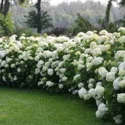 Incrediball® Hydrangea Shrub -Blooming Yard Incrediball Hydrangea 1 FGT