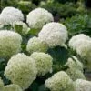 Incrediball® Hydrangea Shrub 2 Incrediball® Hydrangea Shrub -Blooming Yard Incrediball Hydrangea FGT 600x600 db11fa34 d7f4 42e8 b522 b771f9dfae02