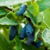 Indigo Gem Haskap (Honeyberry) -Blooming Yard Indigo GEm Haskap 600x600 b2f232b9 e3e1 493f 8d14 d84faacd7d64
