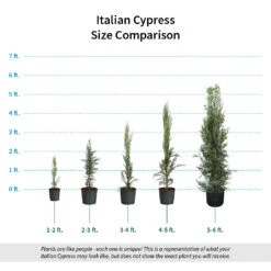 Italian Cypress 17 Italian Cypress -Blooming Yard Italian Cypress Size Comparison ugc test