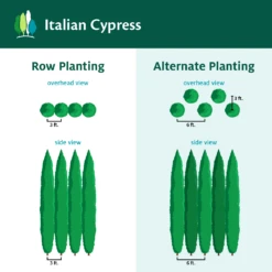 Italian Cypress 16 Italian Cypress -Blooming Yard ItalianCypress
