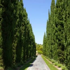 Italian Cypress 13 Italian Cypress -Blooming Yard Italian Cypress 1 FGT