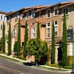 Italian Cypress 15 Italian Cypress -Blooming Yard Italian Cypress 3 FGT