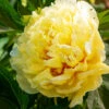 Bartzella Peony -Blooming Yard Itoh Peony Bartzella 2 FGT