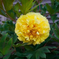Bartzella Peony -Blooming Yard Itoh Peony Bartzella 4 FGT