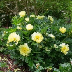 Bartzella Peony -Blooming Yard Itoh Peony Bartzella 5