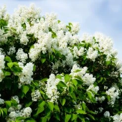 Ivory Silk Japanese Lilac Tree 10 Ivory Silk Japanese Lilac Tree -Blooming Yard Ivory Silk Lilac 1