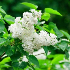 Ivory Silk Japanese Lilac Tree 11 Ivory Silk Japanese Lilac Tree -Blooming Yard Ivory Silk Lilac 2