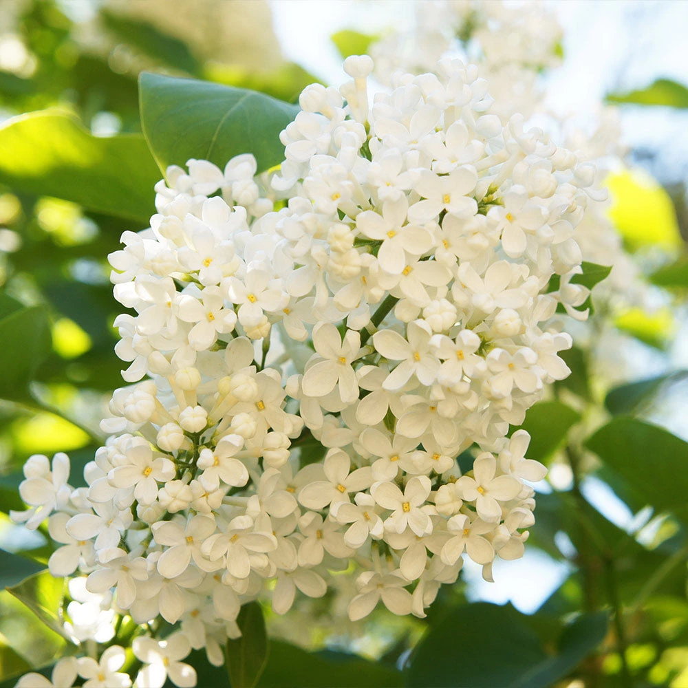 Ivory Silk Japanese Lilac Tree 5 Ivory Silk Japanese Lilac Tree - Image 3