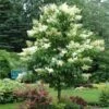 Ivory Silk Japanese Lilac Tree -Blooming Yard Ivory Silk Lilac 600x600 d6c141fb 9a23 47bf 8d02 1dc916db7bc9