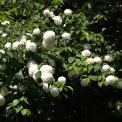 Japanese Snowball Bush -Blooming Yard Japanese VIburnum 2 FGT