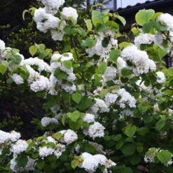 Japanese Snowball Bush -Blooming Yard Japanese VIburnum 5 FGT