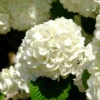 Japanese Snowball Bush -Blooming Yard Japanese VIburnum FGT 600x600 57eb5798 f201 407e b4b4 50700890e124