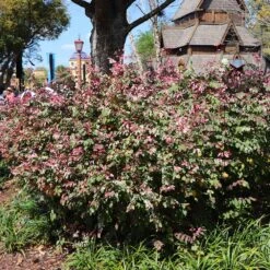 Jazz Hands® Variegated Loropetalum 8 Jazz Hands® Variegated Loropetalum -Blooming Yard Jazz Hands loropetalum 1 FGT