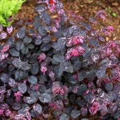 Jazz Hands® Variegated Loropetalum 9 Jazz Hands® Variegated Loropetalum -Blooming Yard Jazz Hands loropetalum 4 FGT