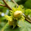Jefferson Filbert Hazelnut Tree -Blooming Yard Jefferson Filbert Hazelnut FGT 600x600 ae3342e6 f153 4199 af5b ee8a3ba910de