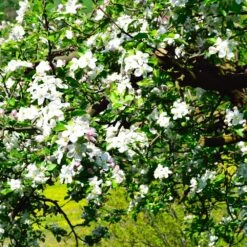 Jonagold Apple Tree -Blooming Yard Jonagold Apple 3
