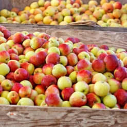 Jonagold Apple Tree -Blooming Yard Jonagold Apple 6