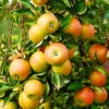 Jonagold Apple Tree -Blooming Yard Jonagold Apple FGT 600x600 17c5b248 9e99 4948 950e 3bac83c0bd38