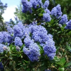 Creeping Mountain Lilac -Blooming Yard Joyce Coulter California Lilac 2