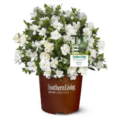 Jubilation™ Gardenia Shrub -Blooming Yard Jubilation Gardenia 1