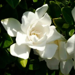 Jubilation™ Gardenia Shrub -Blooming Yard Jubilation Gardenia 3