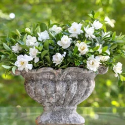 Blooming Yard 14 Jubilation™ Gardenia Shrub