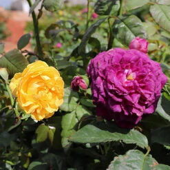 Julia Child And Ebb Tide™ Two-fer® Rose Tree -Blooming Yard Julia CHild and Ebb Tide Rose Tree 1