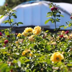 Julia Child And Ebb Tide™ Two-fer® Rose Tree -Blooming Yard Julia CHild and Ebb Tide Rose Tree 4