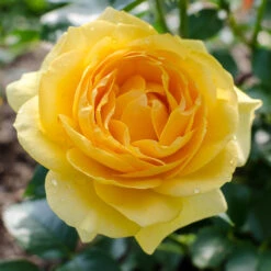 Julia Child Rose -Blooming Yard Julia Child Rose 2 FGT