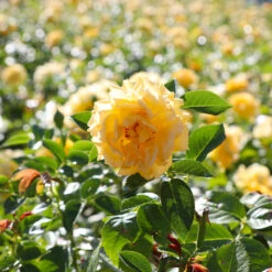 Julia Child Rose -Blooming Yard Julia Child Rose 4