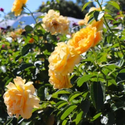 Julia Child Rose Tree -Blooming Yard Julia Child Rose Tree 8