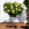 Julia Child Rose Tree -Blooming Yard Julia Child Rose Tree FGT 600x600 25fabf2f c835 40dd 96da f3d79fb0cde7