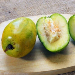 June Plum Tree -Blooming Yard June Plum 5