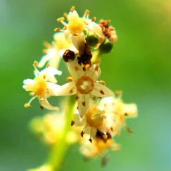 June Plum Tree -Blooming Yard June Plum 6