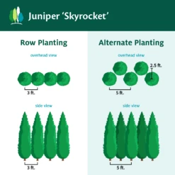 Skyrocket Junipers -Blooming Yard Juniper Skyrocket