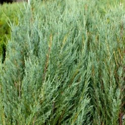 Skyrocket Junipers -Blooming Yard Juniper Skyrocket 4 FGT