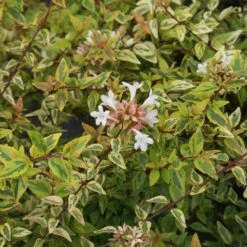 Kaleidoscope Abelia Shrub -Blooming Yard Kaleidoscope Abelia 2 FGT