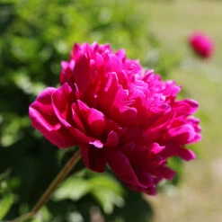 Karl Rosenfield Peony -Blooming Yard Karl Rosenfield Peony 5 FGT