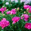 Karl Rosenfield Peony -Blooming Yard Karl Rosenfield Peony FGT 600x600 6de35bd7 5248 4cb1 a13a 6011ec18b611