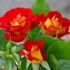 Ketchup And Mustard Rose Shrub -Blooming Yard Ketchup and Mustard Rose FGT 600x600 8c87e0c9 4762 425c 8da5 29b418811463