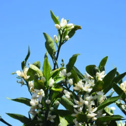 Kishu Mandarin Tree (Seedless) -Blooming Yard Kishu Mandarin Tree 7