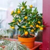 Kishu Mandarin Tree (Seedless) -Blooming Yard Kishu Mandarin Tree FGT 600x600 5a7b87ec 6918 47ba a5a5 e5ed1b7bfa36