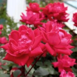 Knock Out® Rose Tree -Blooming Yard Knockout Rose Tree Red 4 FGT