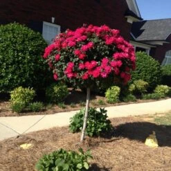 Knock Out® Rose Tree -Blooming Yard Knockout Rose Tree Red FGT