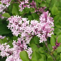 Dwarf Korean Lilac Shrub -Blooming Yard Korean Lilac 2