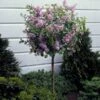 Dwarf Korean Lilac Tree -Blooming Yard Korean Lilac Tree 3 BB 600x600 22baf837 6d5e 480e 8be0 394b92f5c239