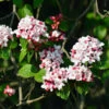 Korean Spice Viburnum Shrub -Blooming Yard Korean Spice Viburnum 600x600 bf51b000 59e7 42b2 805e ab2fc59182f2