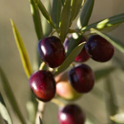 Koroneiki Greek Olive Tree - USDA Organic -Blooming Yard Koroneiki Olive 2 FGT db93b214 428c 4733 979d a70f1f9b9f7f