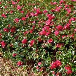 Kramers Camellia Shrub -Blooming Yard Kramers Camellia FGT 1